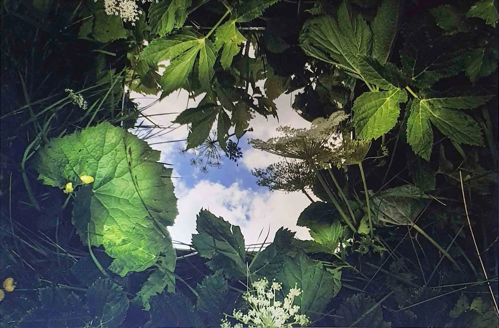 OLTRE IL VISIBILE DELLA NATURA n.3 - Andrea Tirindelli - 2019- 50 ×70 - Edizione Limitata