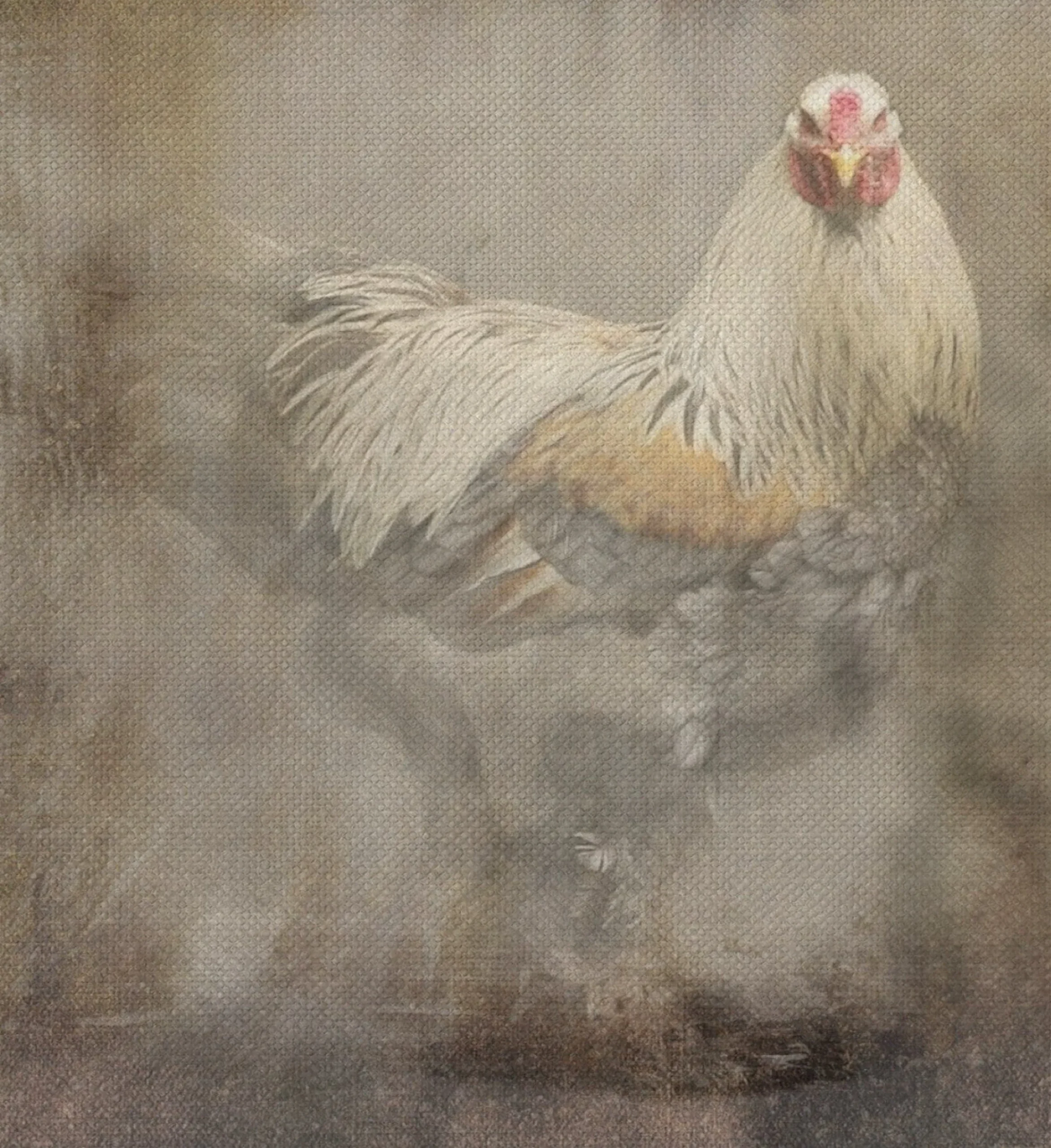 Dipinto su Tela ROOSTER 1
