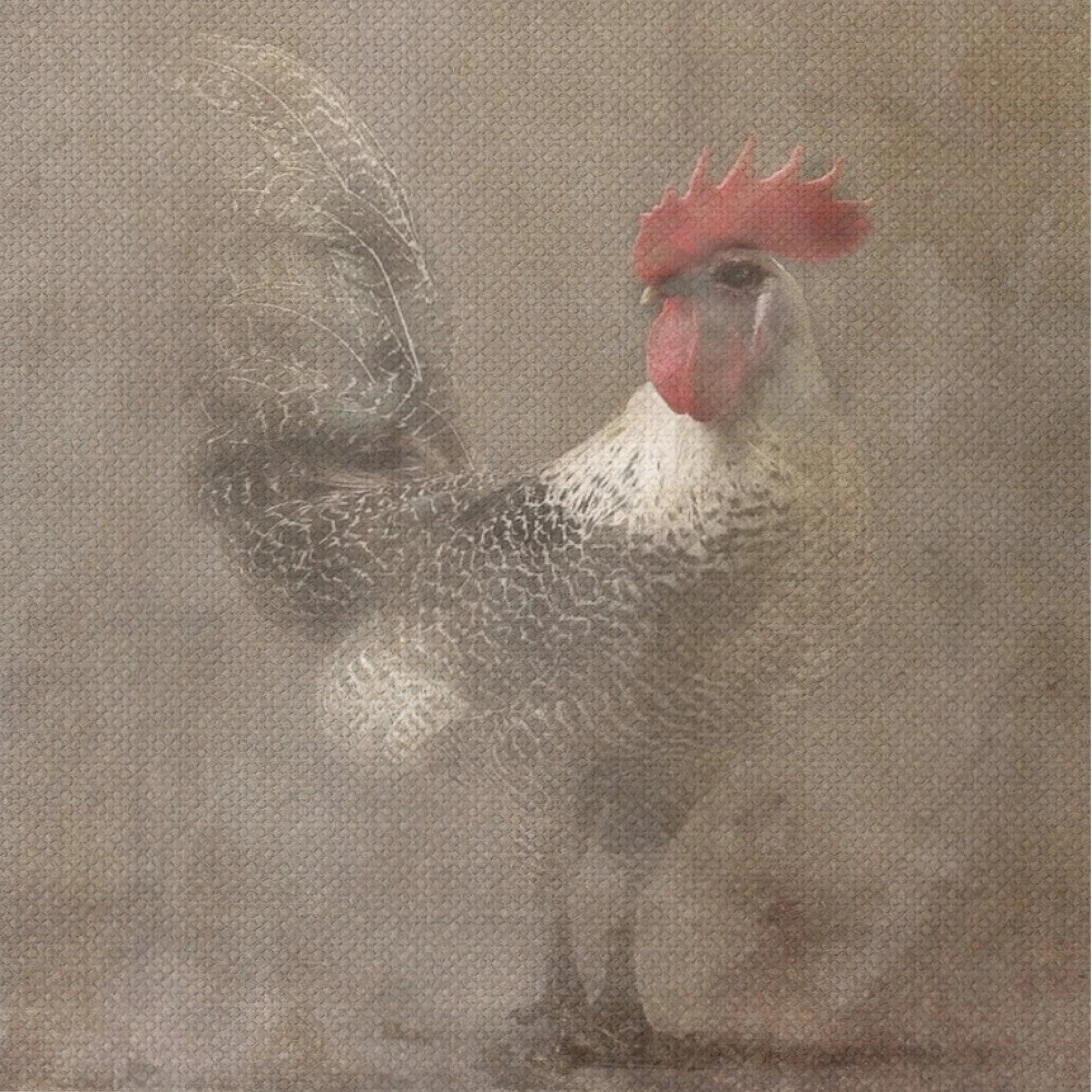 Dipinto su Tela ROOSTER 2