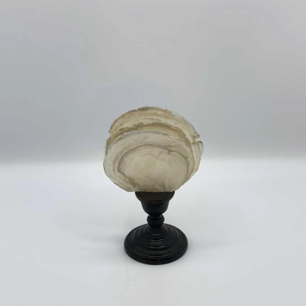 Conchiglia Decorativa con Base in Legno 18,5 cm