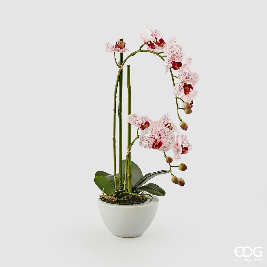 EDG Enzo De Gasperi Orchidea Phalaenopsis Real x2 con Vaso H 50 Cm Pianta Artificiale Rosa